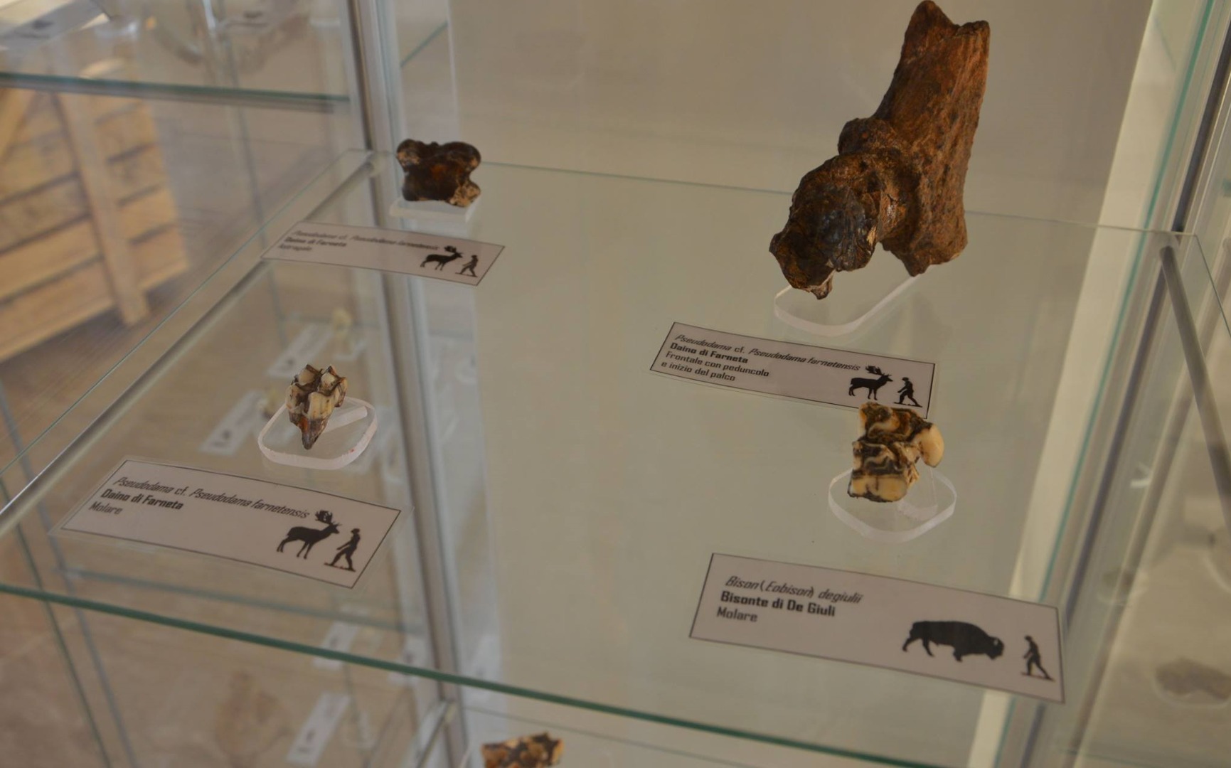 Museo - 1. Sezione-Sala Pirro Nord-Reperti 1